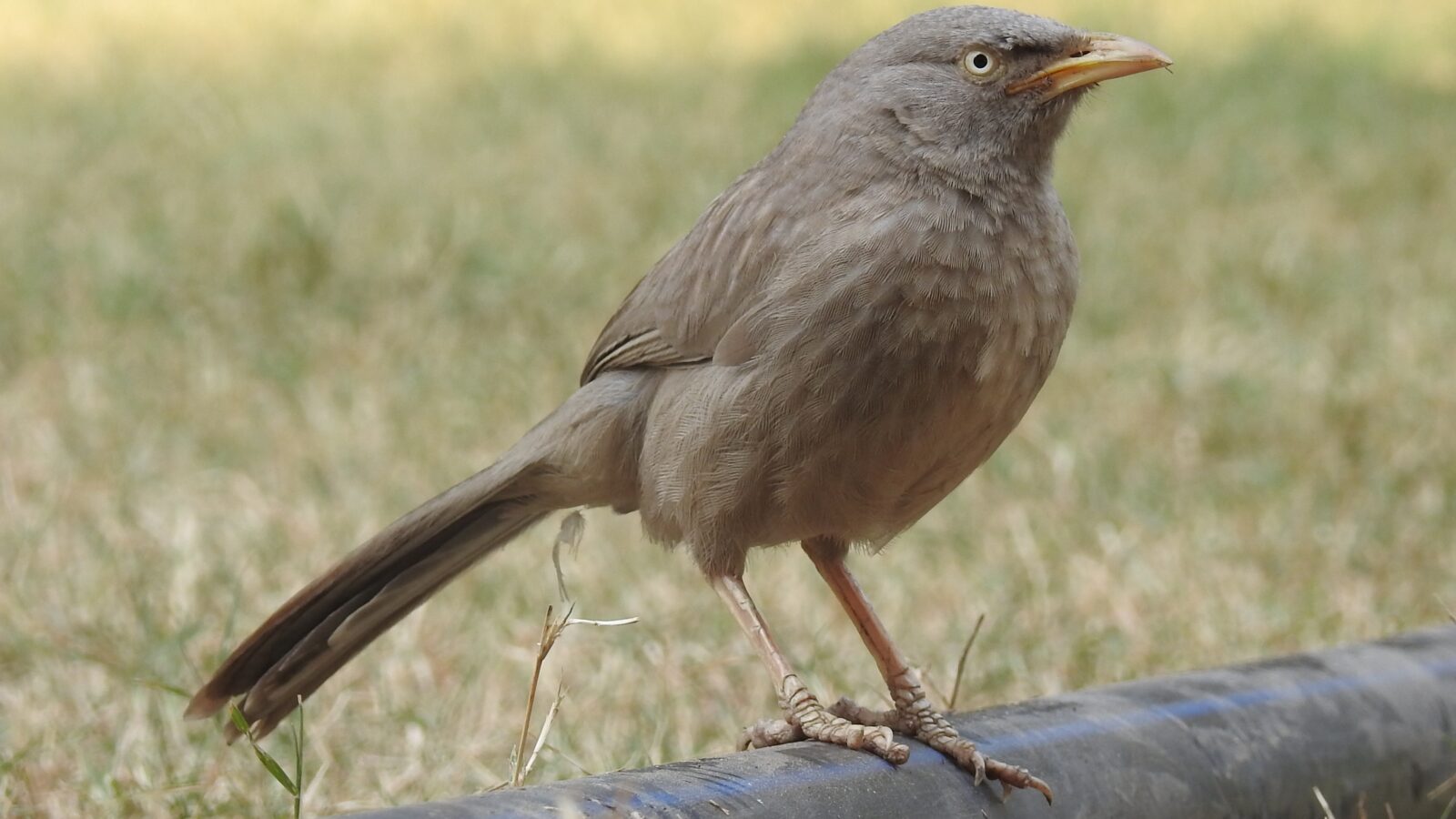 Jungle Babbler