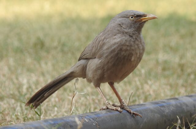 Jungle Babbler