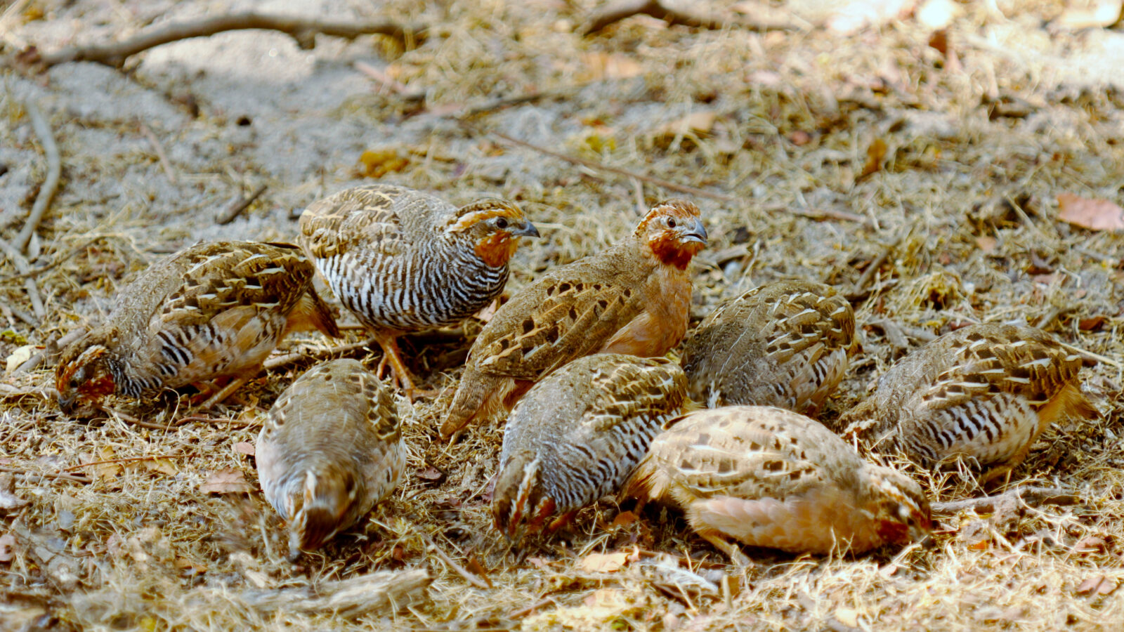 Jungle Bush Quail