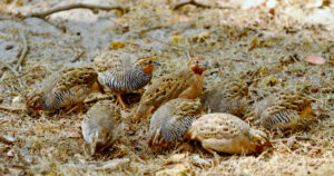 Jungle Bush Quail