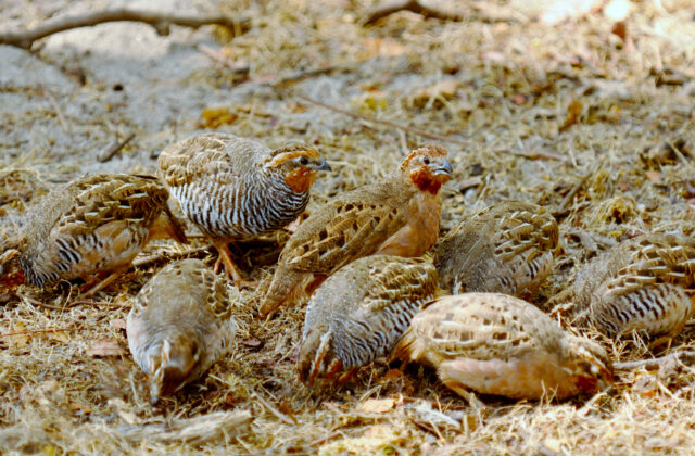 Jungle Bush Quail