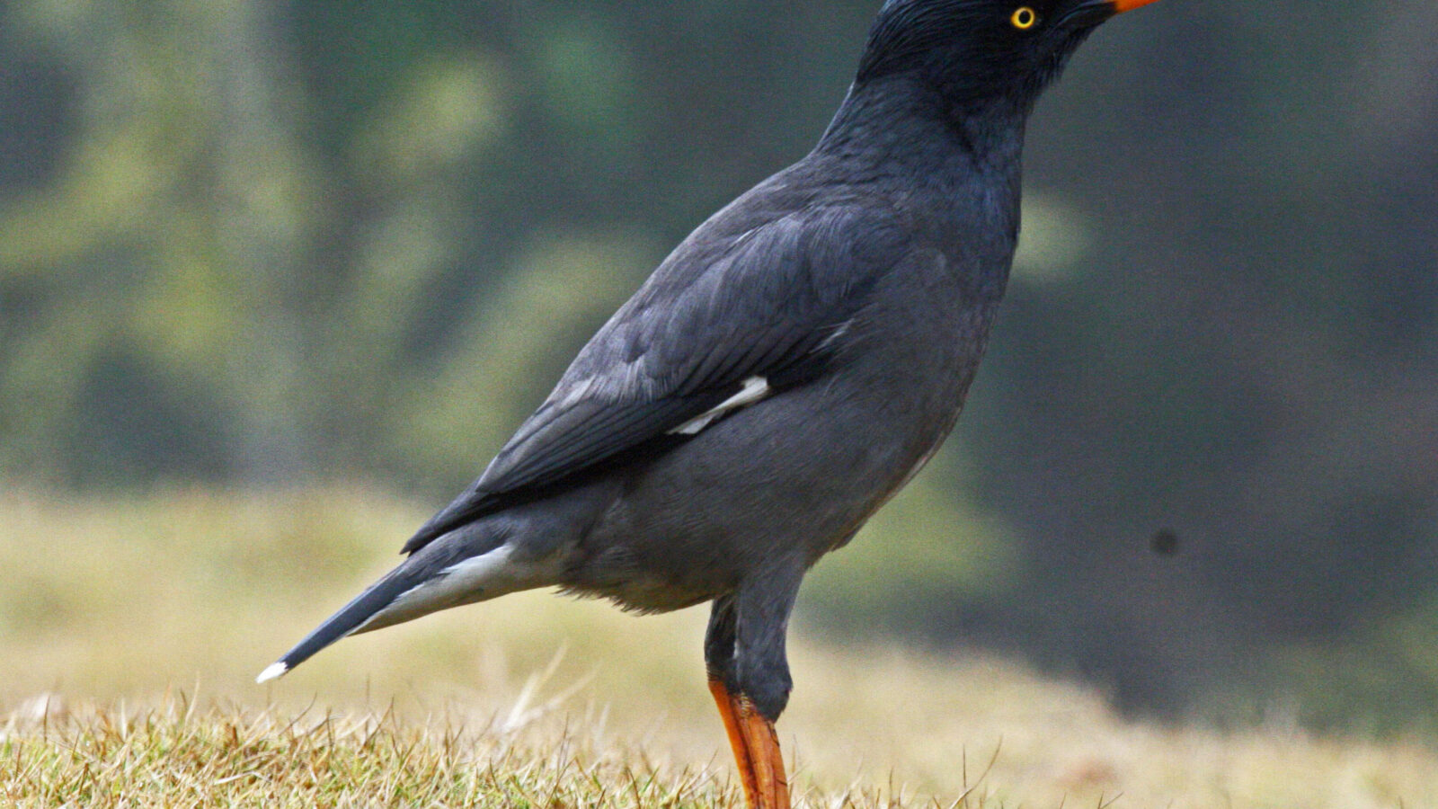 Jungle Myna