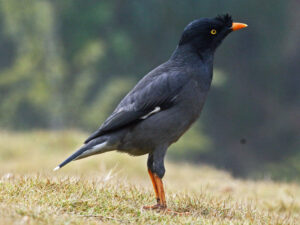 Jungle Myna