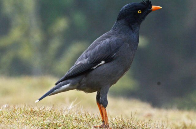Jungle Myna