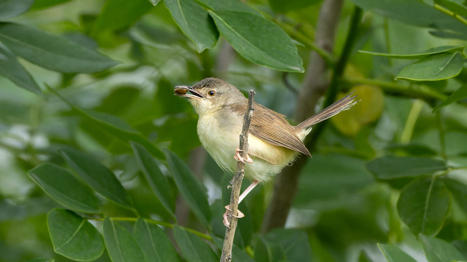 Jungle Prinia