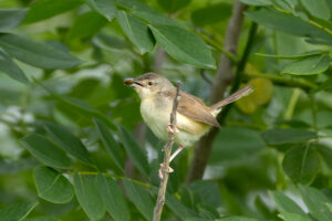Jungle Prinia