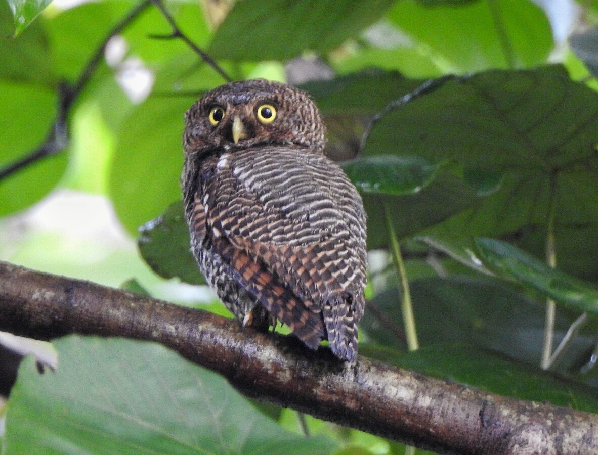Jungle Owlet