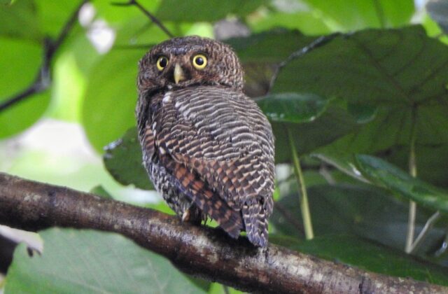 Jungle Owlet