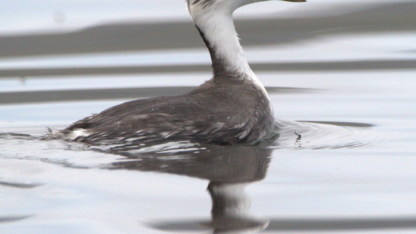 Junin Grebe