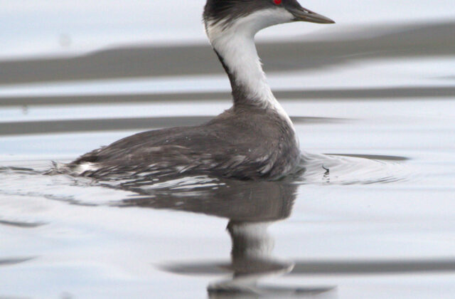 Junin Grebe