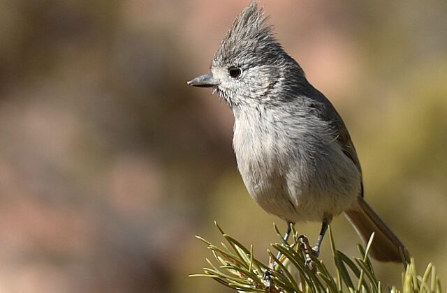 Juniper Titmouse