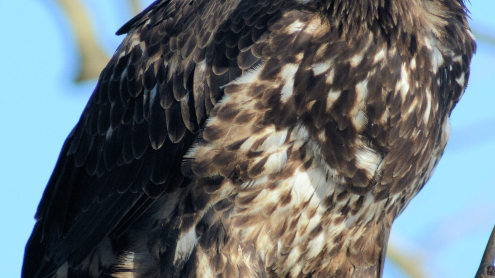 Bald Eagle