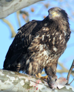 Bald Eagle