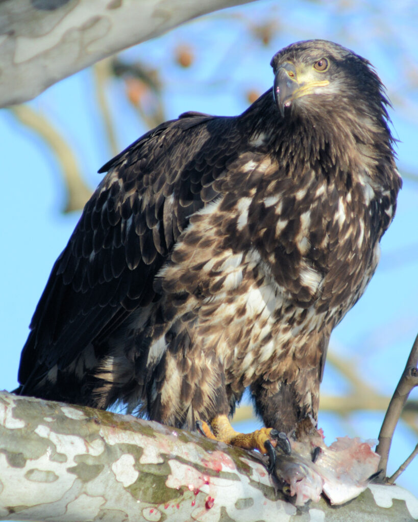 Bald Eagle