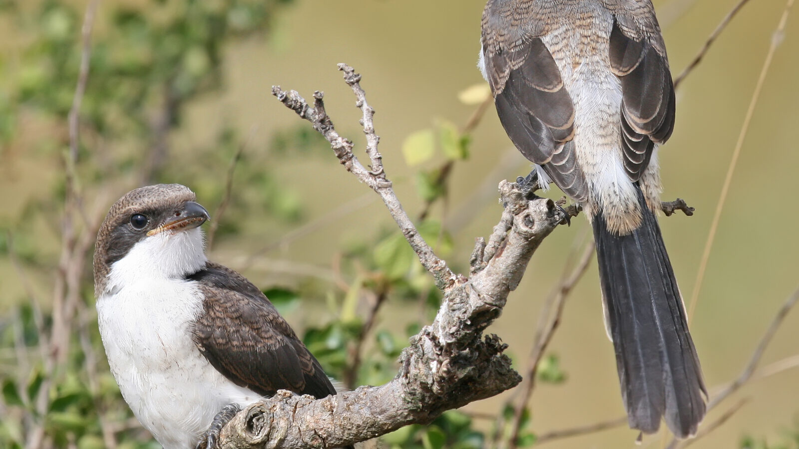 Long-tailed Fiscal