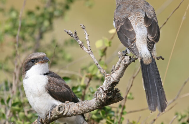 Long-tailed Fiscal