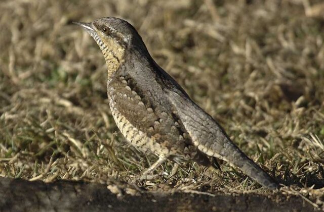 Eurasian Wryneck