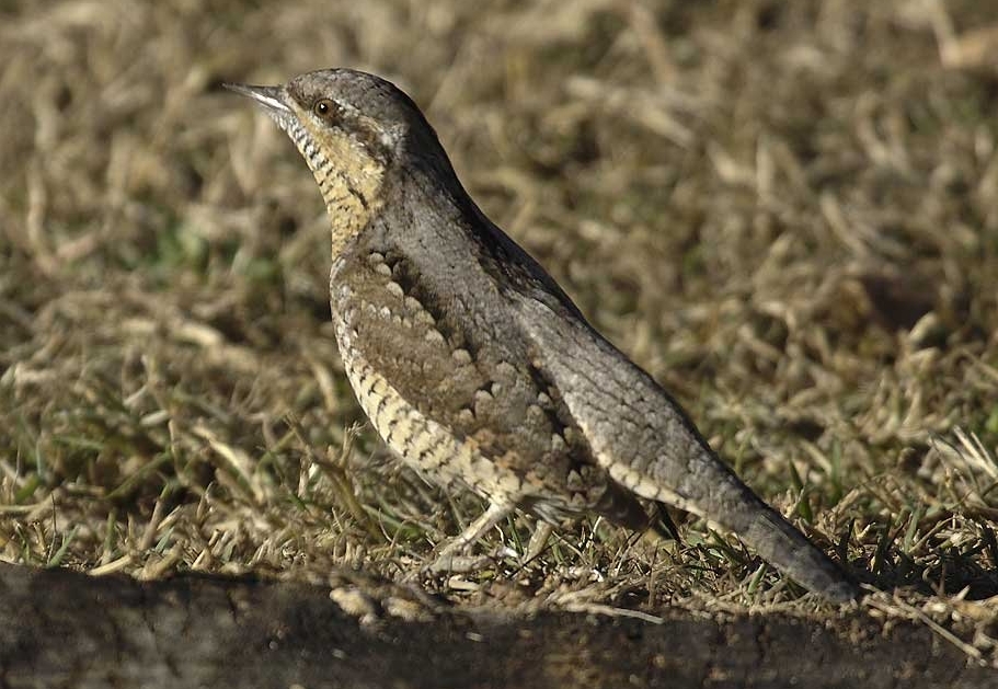 Eurasian Wryneck