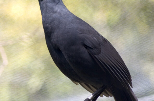 North Island Kokako