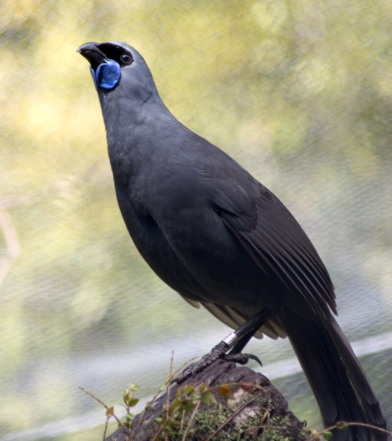 North Island Kokako