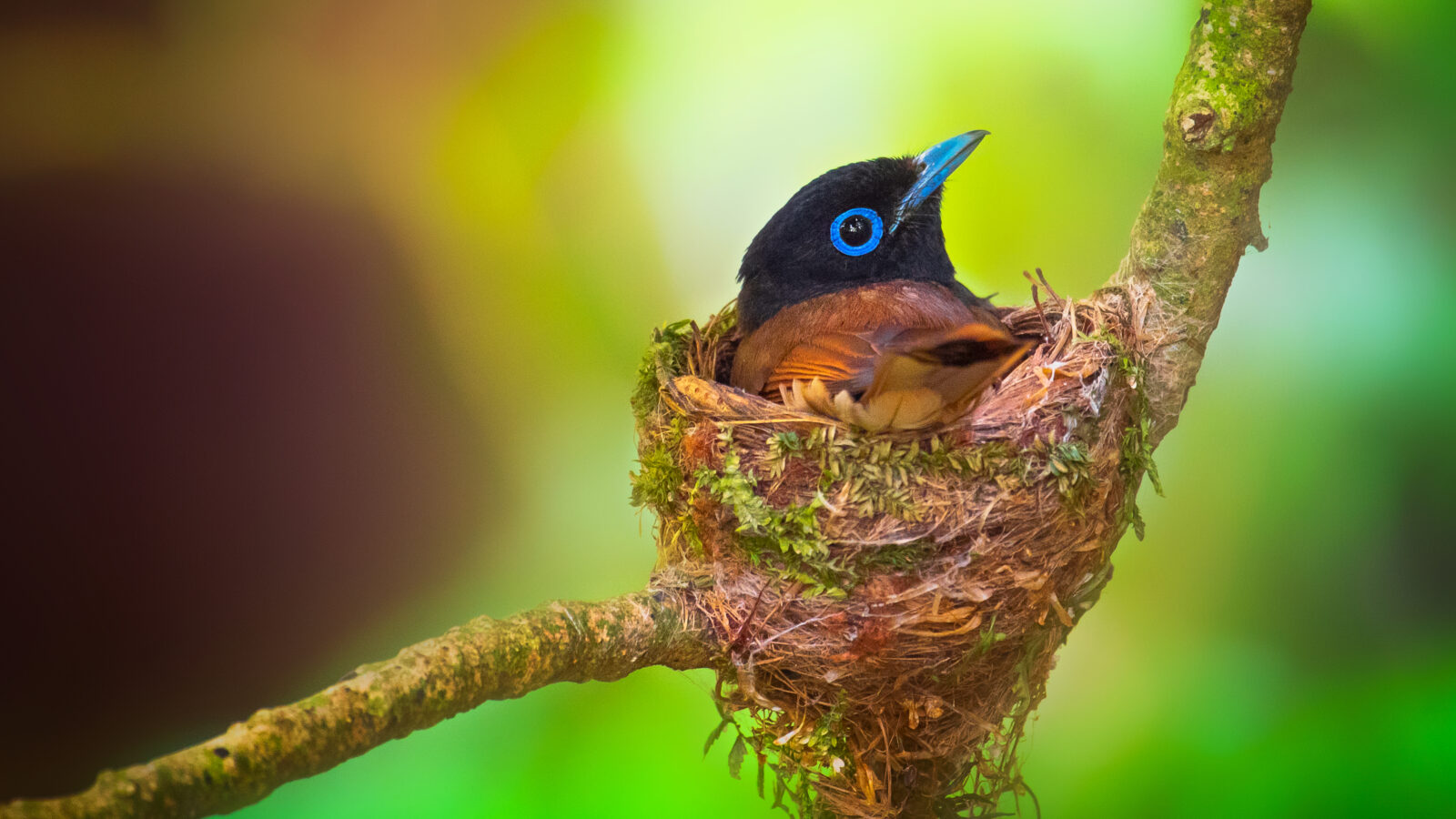 Black Paradise Flycatcher