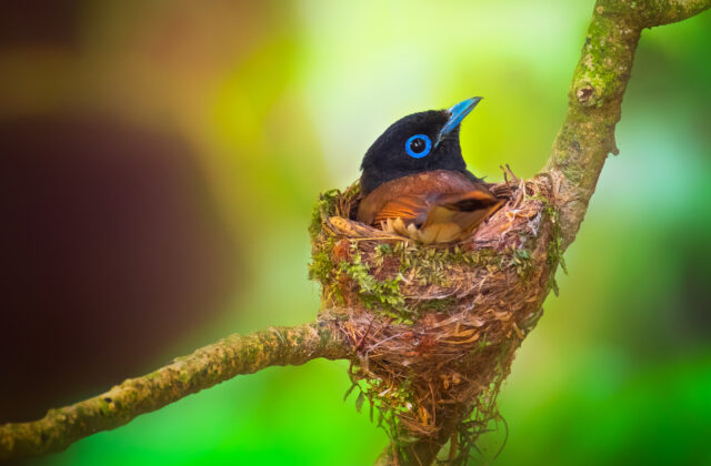 Black Paradise Flycatcher