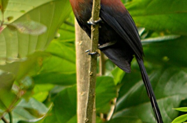 Yellow-billed Malkoha