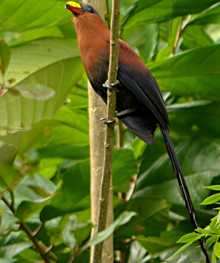 Yellow-billed Malkoha