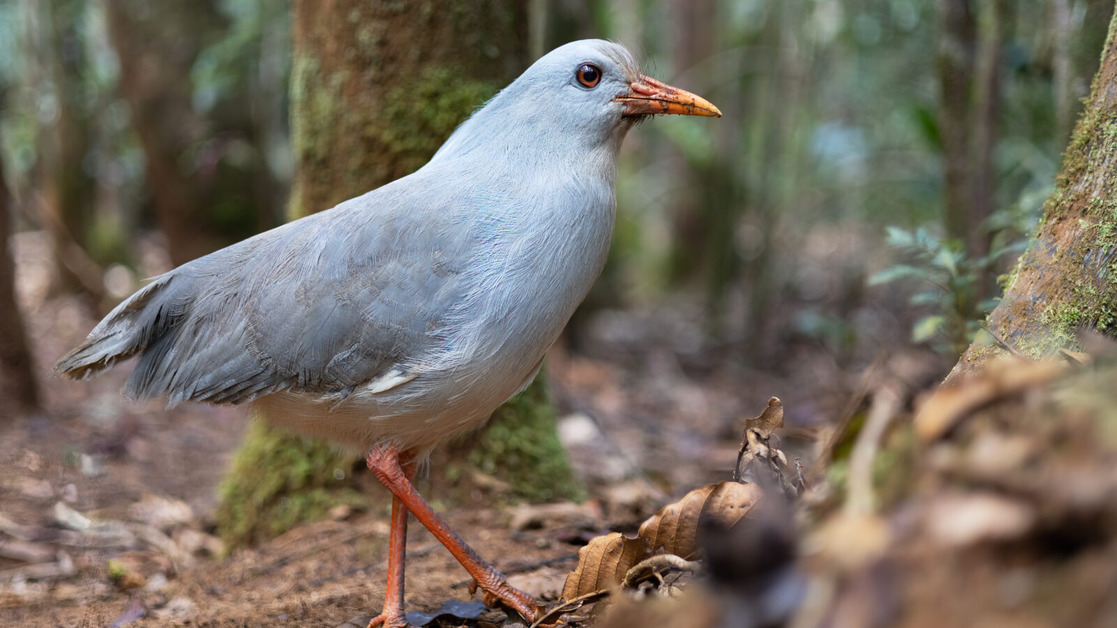 Kagu