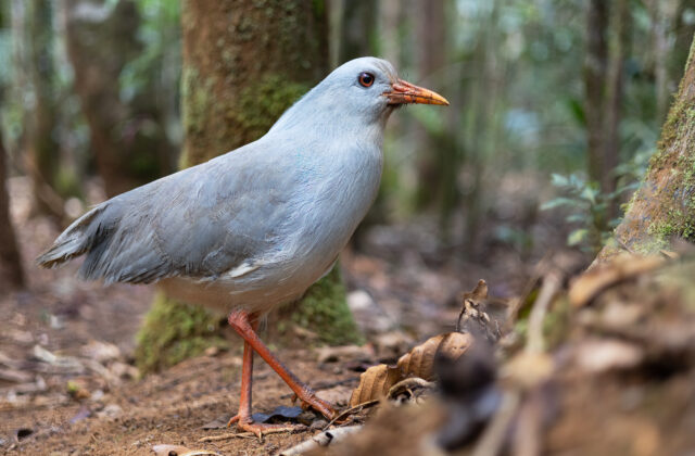 Kagu