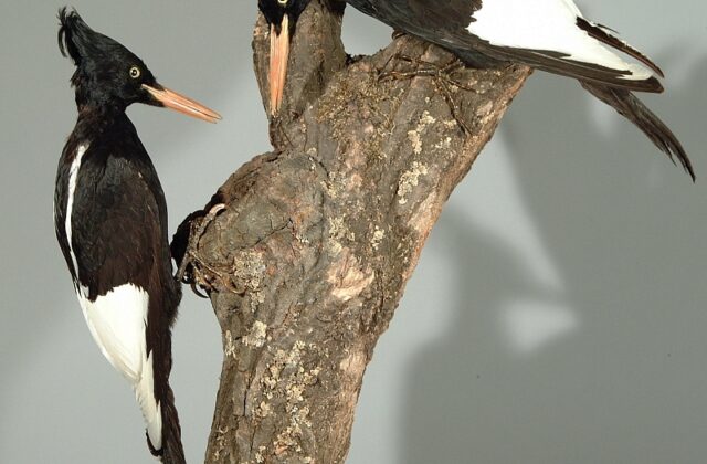 Imperial Woodpecker