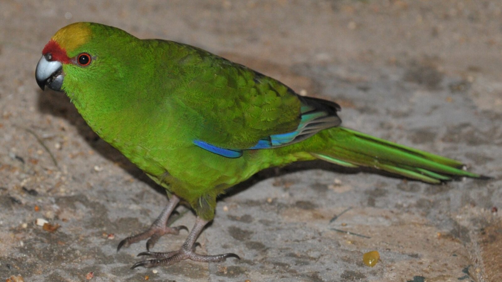 Yellow-crowned Parakeet