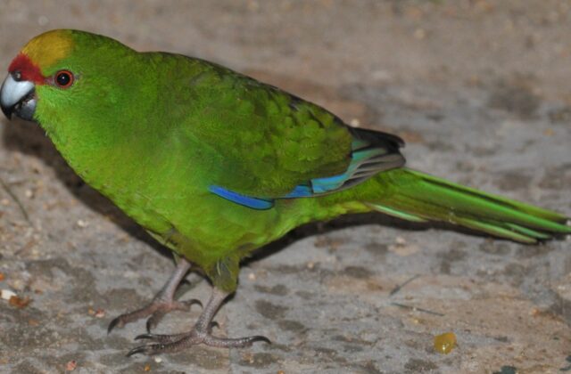 Yellow-crowned Parakeet