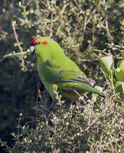 Red-crowned Parakeet