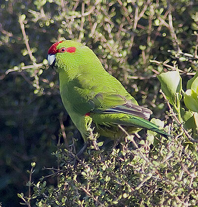 Red-crowned Parakeet