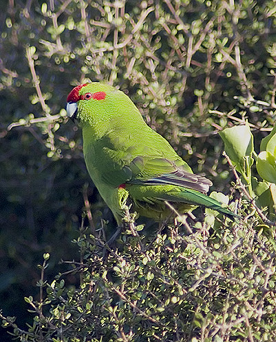 Red-crowned Parakeet