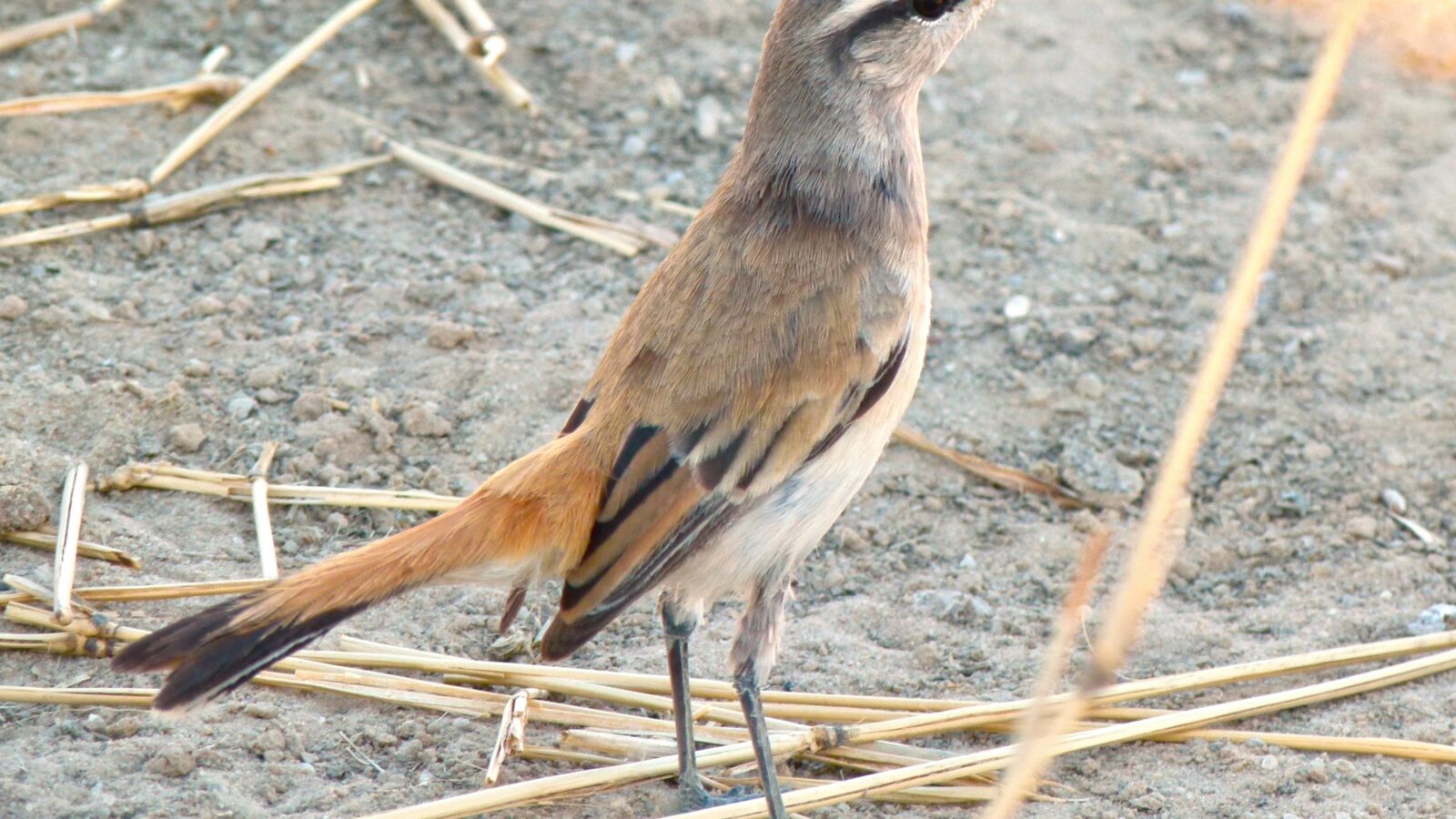 Kalahari Scrub Robin