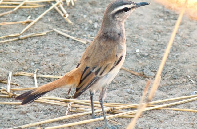 Kalahari Scrub Robin