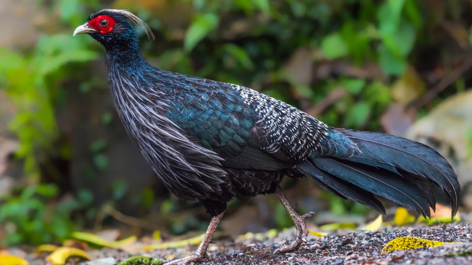 Kalij Pheasant