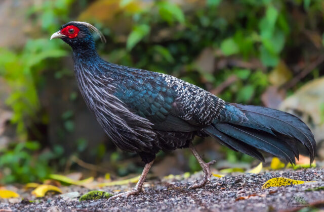 Kalij Pheasant