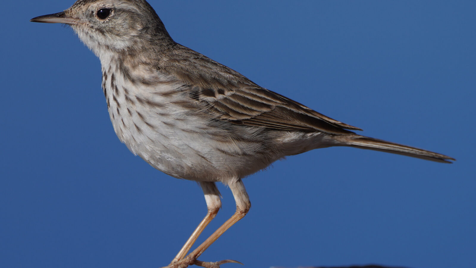 Berthelot’s Pipit