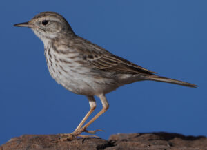 Berthelot’s Pipit