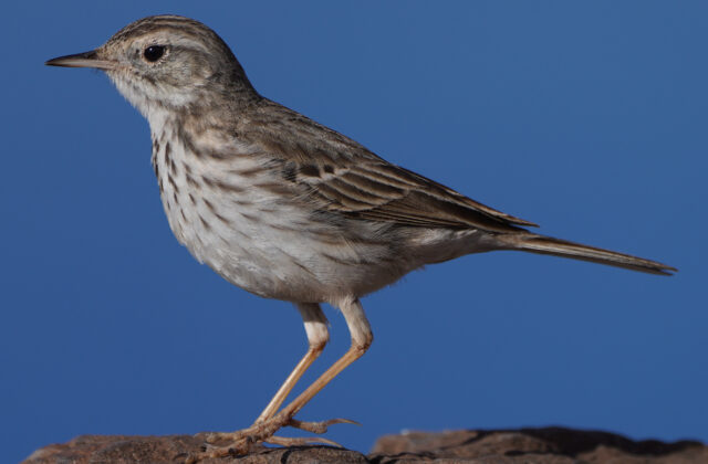 Berthelot’s Pipit