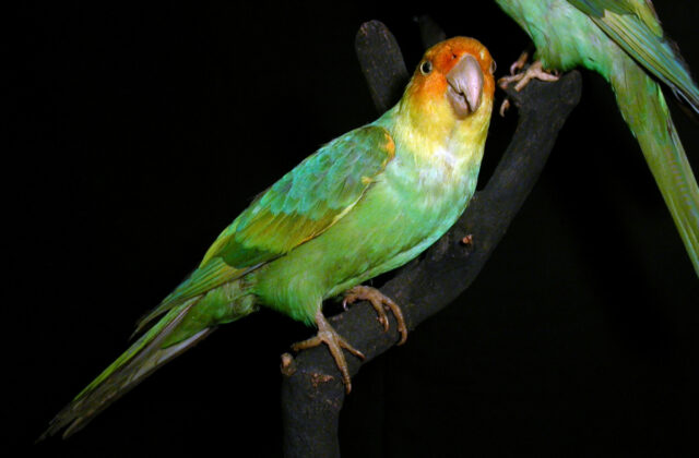 Carolina Parakeet