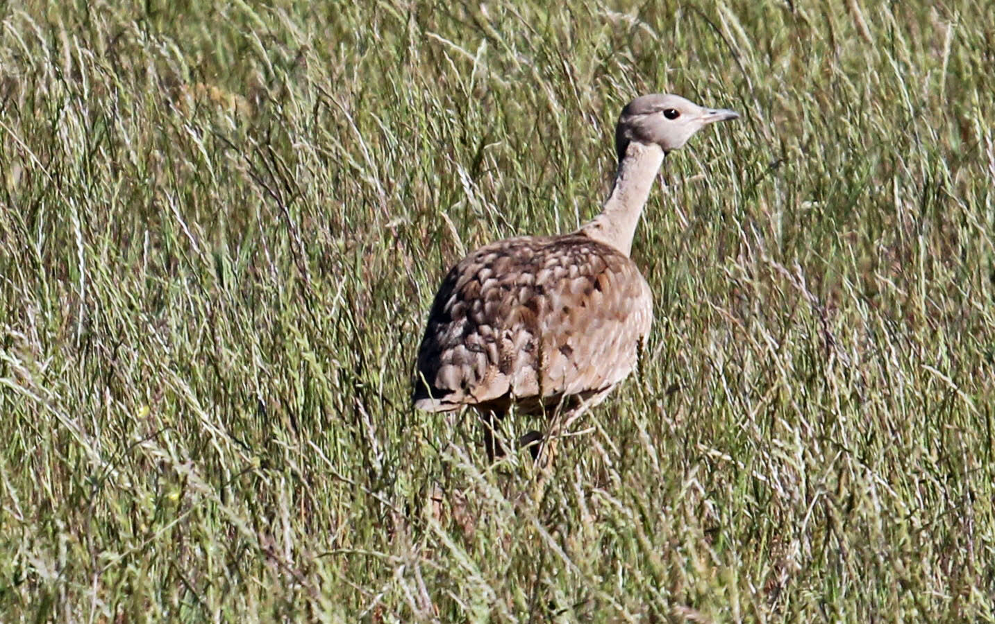 Karoo Korhaan