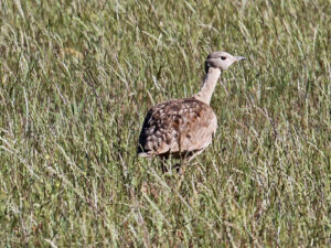 Karoo Korhaan
