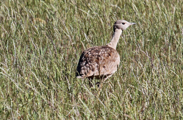 Karoo Korhaan