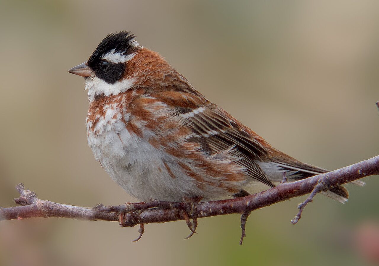 Rustic Bunting
