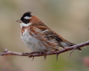 Rustic Bunting