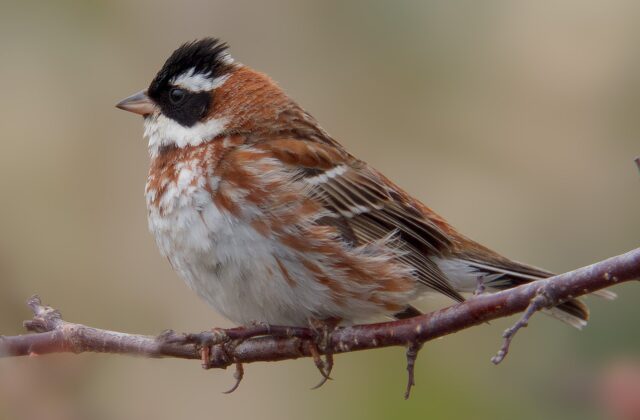 Rustic Bunting